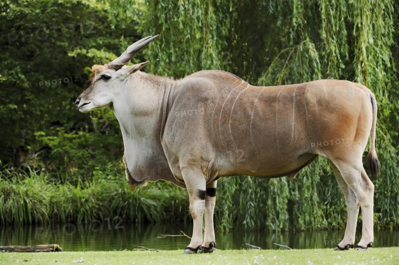 Common eland (Taurotragus oryx), male, captive, occurring in Africa