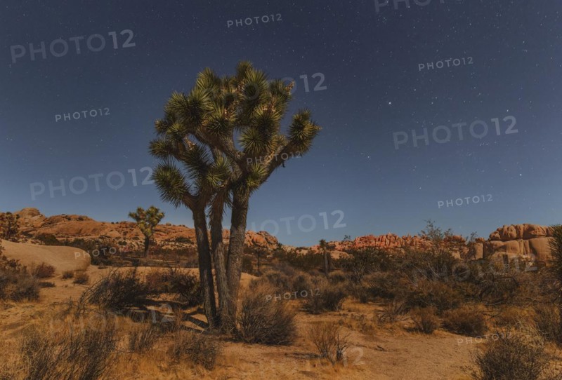 Joshua Tree (Yucca brevifolia), starry sky, Joshua Tree National Park, Mojave Desert, California, United States, USA, Joshua Tree National Park, California, USA, North America