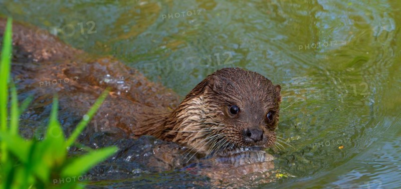 Eurasian otter, European river otter (Lutra lutra) swimming in creek with caught freshwater fish in muzzle. Captive