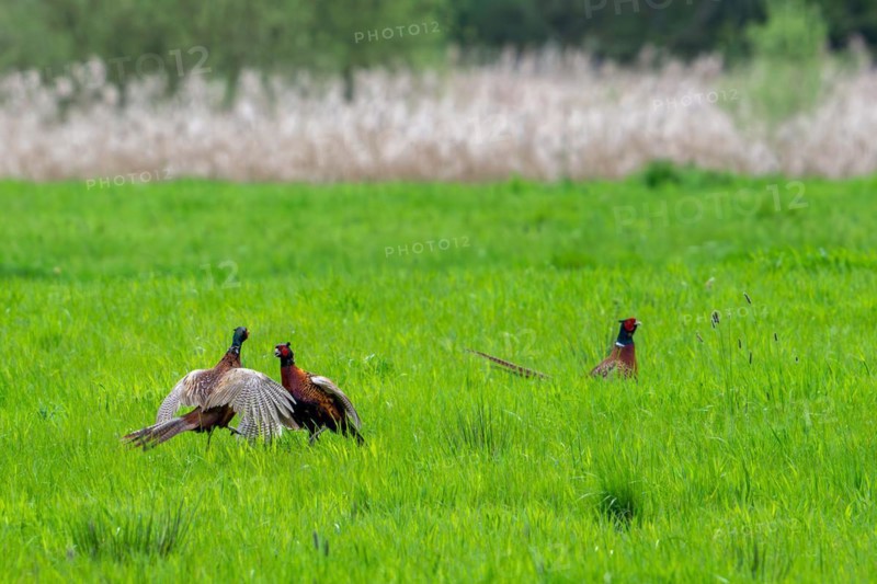 Common pheasant (Phasianus colchicus) male defending mating territory in meadow during the breeding season, Harchies, Belgium, Europe
