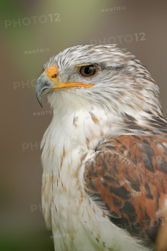 Ferruginous hawk (Buteo regalis), portrait, captive, occurrence in North America