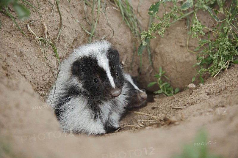 Striped skunk (Mephitis mephitis), juvenile at the burrow, captive, occurrence in North America