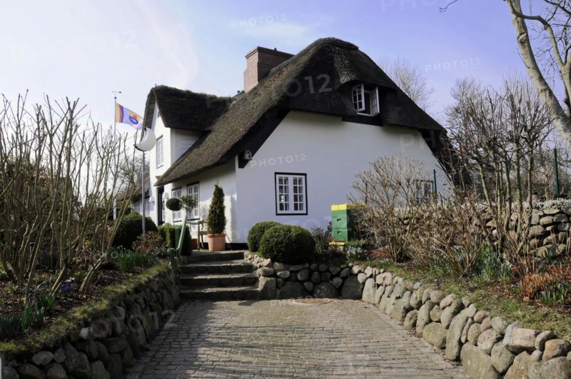 Sylt, North Frisian Island, Schleswig Holstein, White thatched house with a stone path surrounded by bushes and a hoisted flag, Sylt, North Frisian Island, Schleswig Holstein, Germany, Europe