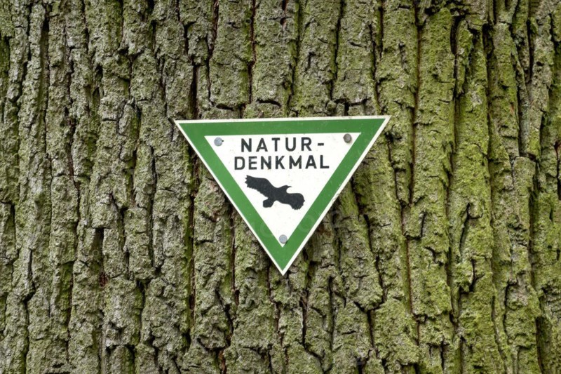 Trunk of the old Karl-Heinz Beckel oak tree (Quercus), tree bark, signpost natural monument with bird, Raumertswald, Vogelsberg, Nidda, Wetterau, Hesse, Germany, Europe