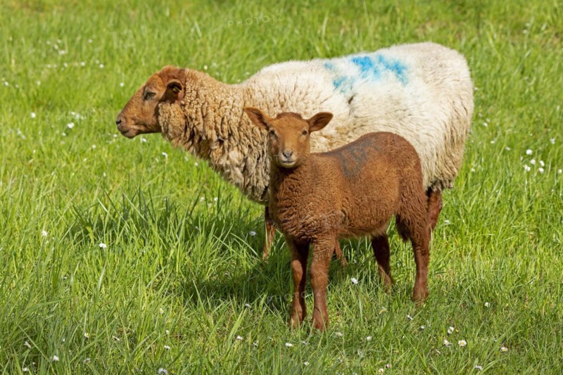 Ewe, lamb, brown, sheep, Elbe dike near Bleckede, Lower Saxony, Germany, Europe