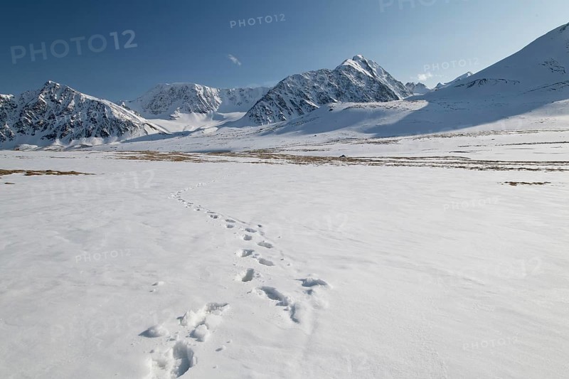 Deep footprints on a wide expanse of snow in the snow-covered Tavan Bogd National Park, Mongolian Altai Mountains, Western Mongolia, Mongolia, Asia