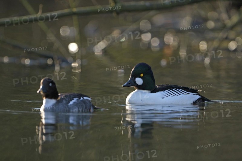Common goldeneye (Bucephala clangula), drake in mating plumage, female calls for copula, Oberhausen, Ruhr area, North Rhine-Westphalia, Germany, Europe
