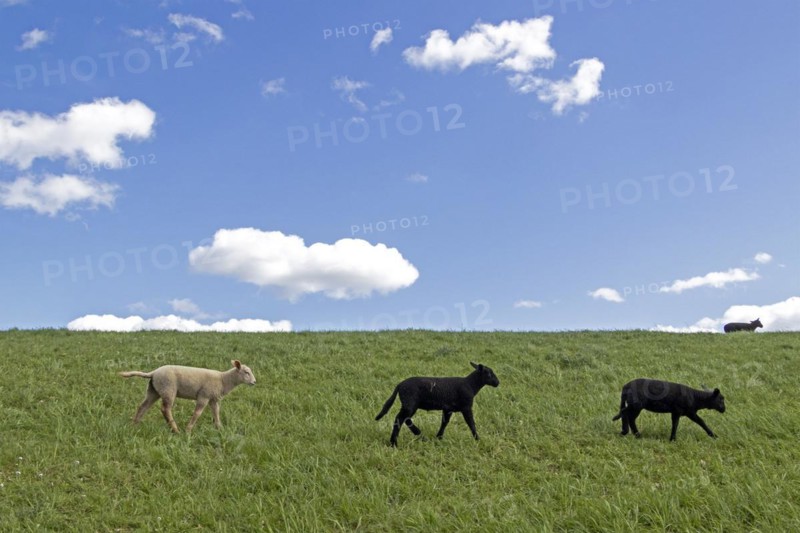 Lambs, black and white, sheep, Elbe dyke near Bleckede, Lower Saxony, Germany, Europe
