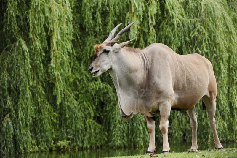 Common eland (Taurotragus oryx), male, captive, occurring in Africa