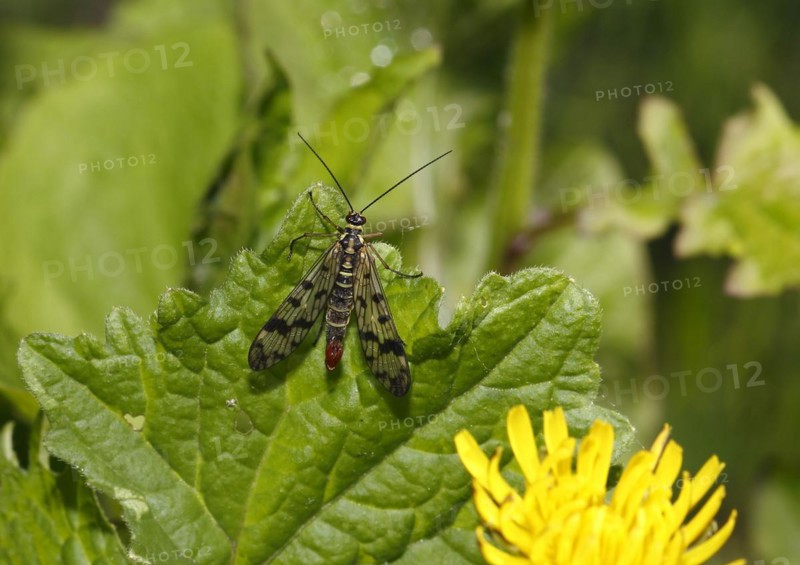 Common scorpionfly (Panorpa communis), North Rhine-Westphalia, Germany, Europe