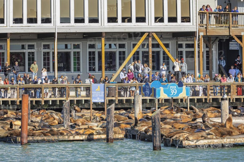 Sea lion colony at Pier 39, Fisherman's Wharf, San Francisco, California, USA, San Francisco, California, USA, North America