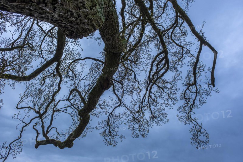 Bare treetop against a blue sky in the castle park, Ludwigslust, Mecklenburg-Vorpommern, Germany, Europe