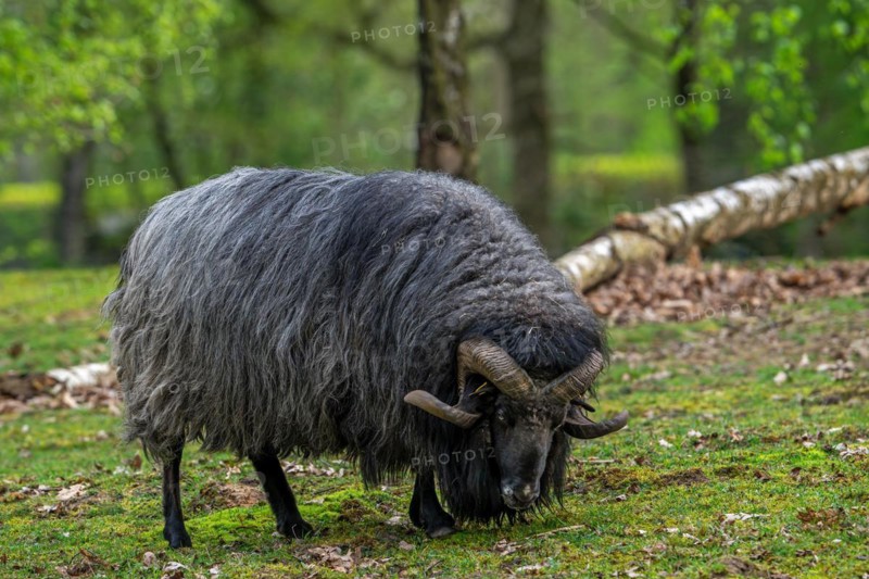 Lueneburger Heidschnucke, German Grey Heath ram, breed of black Northern European short-tailed moorland sheep with curled horns from northern Germany