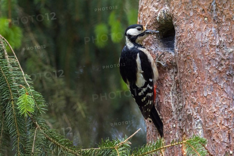 Great spotted woodpecker (Dendrocopos major) female inspecting old nest with spider's web in tree trunk in spruce forest in spring