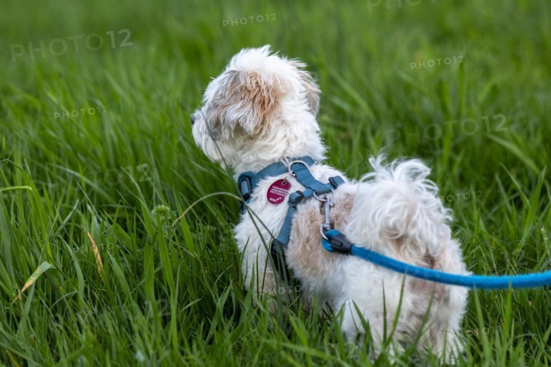 Bolonka Zwetna dog, Elbtalaue near Bleckede, Lower Saxony, Germany, Europe