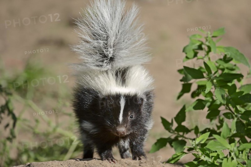 Striped skunk (Mephitis mephitis), juvenile, captive, occurrence in North America