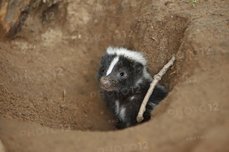 Striped skunk (Mephitis mephitis), juvenile at the burrow, captive, occurrence in North America