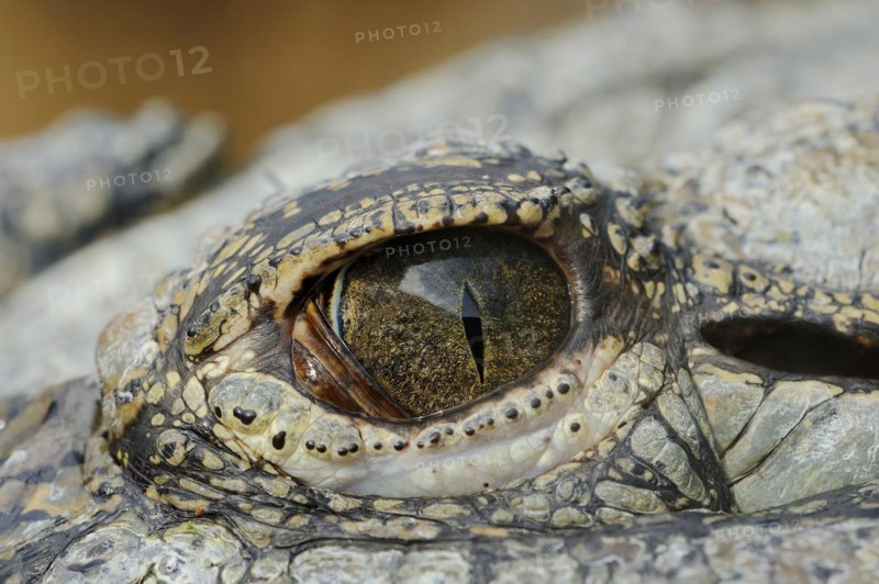 Nile crocodile (Crocodylus niloticus), eye, captive, occurring in Africa