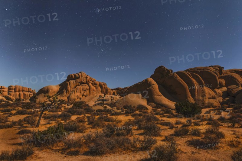 Joshua Tree (Yucca brevifolia), starry sky, Joshua Tree National Park, Mojave Desert, California, United States, USA, Joshua Tree National Park, California, USA, North America