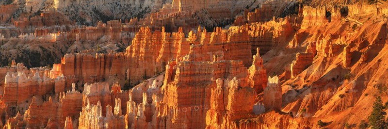 Bryce Amphitheatre at sunrise, Bryce Canyon National Park, Colorado Plateau, Utah, United States, USA, Bryce Canyon, Utah, USA, North America