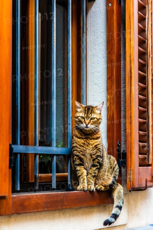 Old town with cat on the windowsill, harbour town Izola, on the Adriatic coast, Slovenia, Izola, Slovenia, Europe