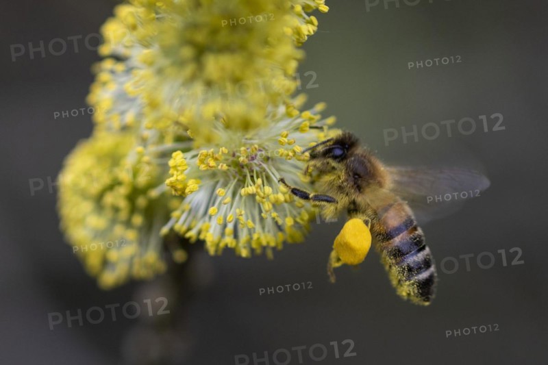 A honeybee collects pollen from a willow in the Hohe Ward nature reserve in Muenster, 08/04/2024