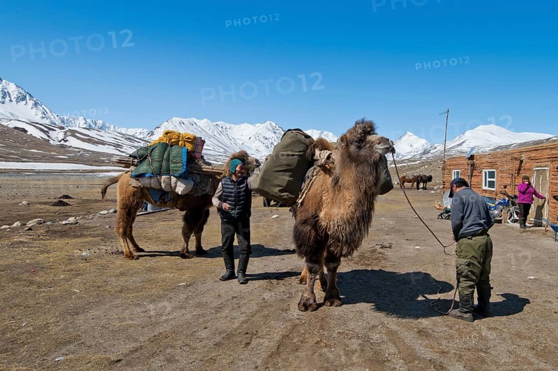 Start of an expedition with two camels to transport luggage in front of mountain peaks in the snow-covered Tavan Bogd National Park, Mongolian Altai Mountains, Western Mongolia, Mongolia, Asia
