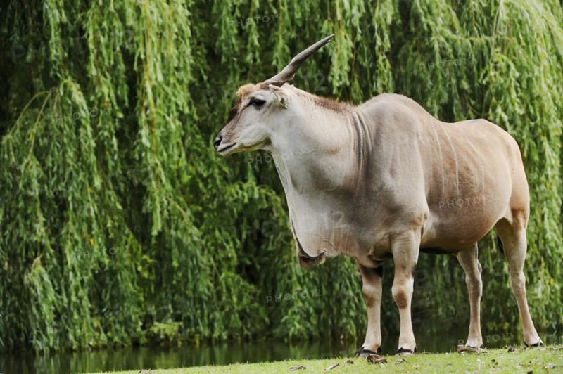 Common eland (Taurotragus oryx), male, captive, occurring in Africa