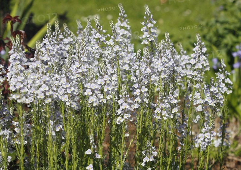 Gentian speedwell, gentian speedwell (Veronica gentianoides) North Rhine-Westphalia, Germany, Europe