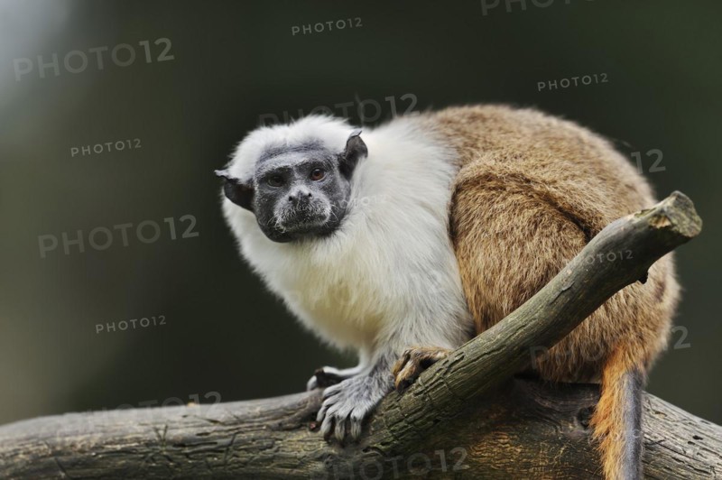 Mantled monkey or bicoloured tamarin (Saguinus bicolor), captive, occurrence in Brazil