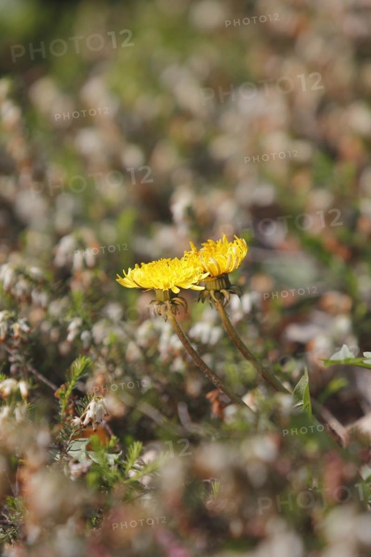 Two common dandelion (Taraxacum officinale), between winter heath (Erica carnea), North Rhine-Westphalia, Germany, Europe
