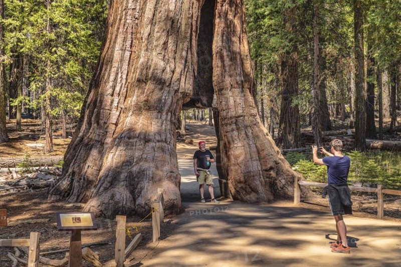 California Tunnel Tree, sequoia tree in Mariposa Grove, Yosemite National Park, California, United States, USA, Yosemite National Park, California, USA, North America