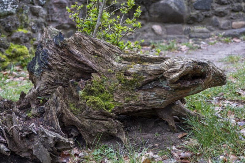 Tree stump with moss in the castle park, Ludwigslust, Mecklenburg-Vorpommern, Germany, Europe