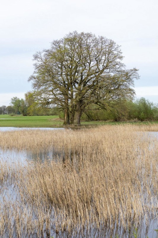 Trees, reeds, water, Elbtalaue near Bleckede, Lower Saxony, Germany, Europe