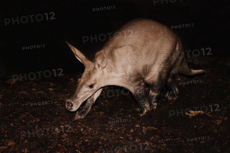 Aardvark (Orycteropus afer), captive, occurrence in Africa