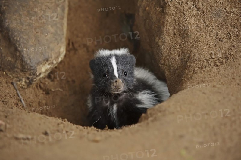 Striped skunk (Mephitis mephitis), juvenile at the burrow, captive, occurrence in North America