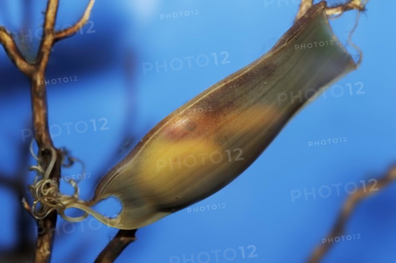 Small-spotted catshark (Scyliorhinus canicula), egg capsule, captive