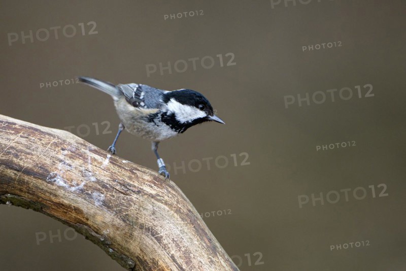 Coal tit (Parus ater), adult bird, Dingdener Heide nature reserve, North Rhine-Westphalia, Germany, Europe