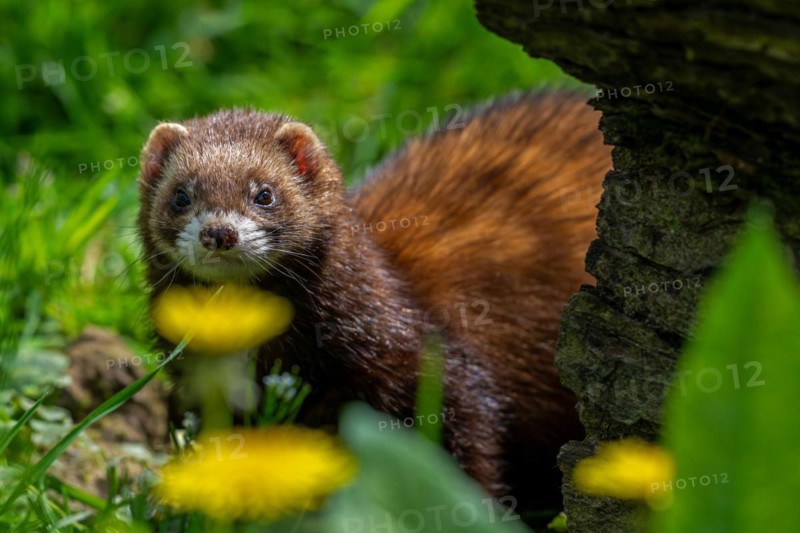 European polecat (Mustela putorius) hunting in meadow with wildflowers in spring. Captive
