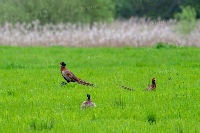 Common pheasant (Phasianus colchicus) male, cock defending mating territory in meadow during the breeding season in spring