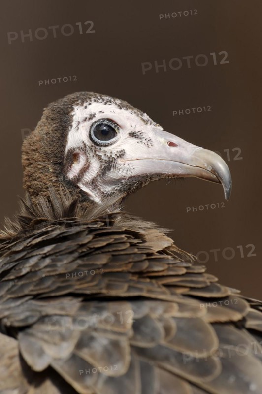 Hooded vulture (Necrosyrtes monachus), portrait, captive, occurrence in Africa