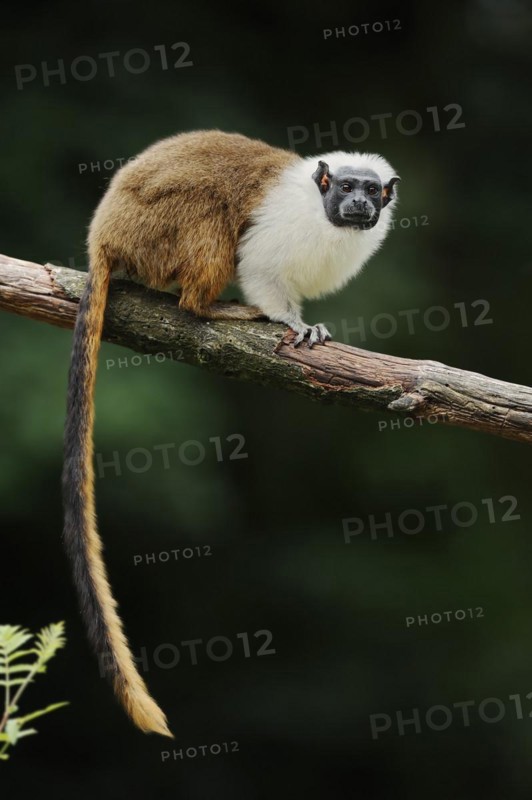 Mantled monkey or bicoloured tamarin (Saguinus bicolor), captive, occurrence in Brazil