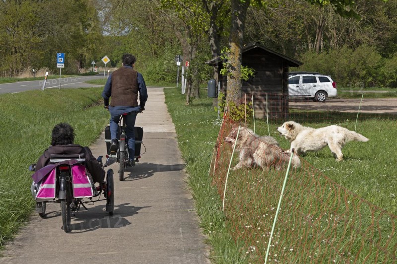 Guard dogs barking at passing cyclists, shepherd dogs, Elbe dyke near Bleckede, Lower Saxony, Germany, Europe