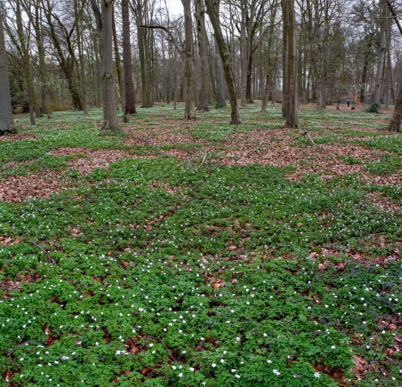 Wood anemone, anemones (Anemonoides nemorosa) in the castle park, Ludwigslust, Mecklenburg-Vorpommern, Germany, Europe