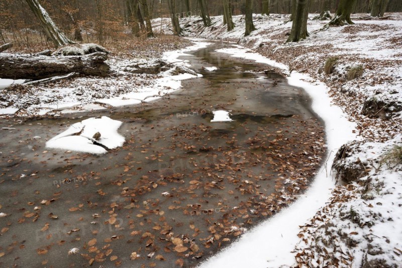 Rotbach, near-natural stream, beech forest, with ice and snow, between Bottrop and Oberhausen, Ruhr area, North Rhine-Westphalia, Germany, Europe