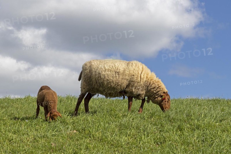 Ewe, lamb, brown, sheep, Elbe dike near Bleckede, Lower Saxony, Germany, Europe