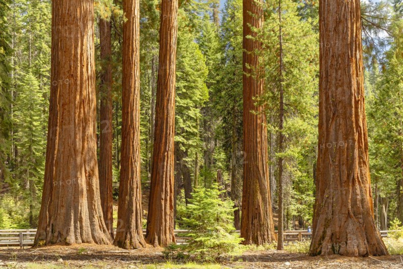 Sequoia trees in Mariposa Grove, Yosemite National Park, California, United States, USA, Yosemite National Park, California, USA, North America