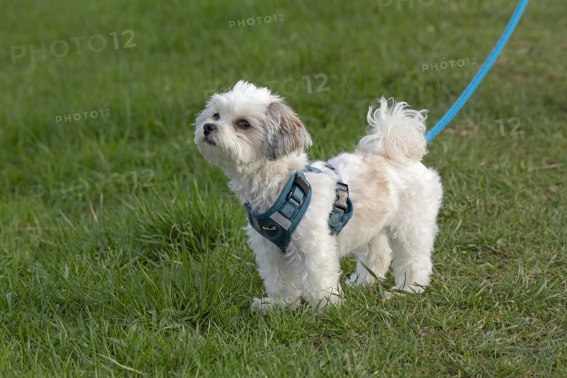 Bolonka Zwetna dog, Elbtalaue near Bleckede, Lower Saxony, Germany, Europe