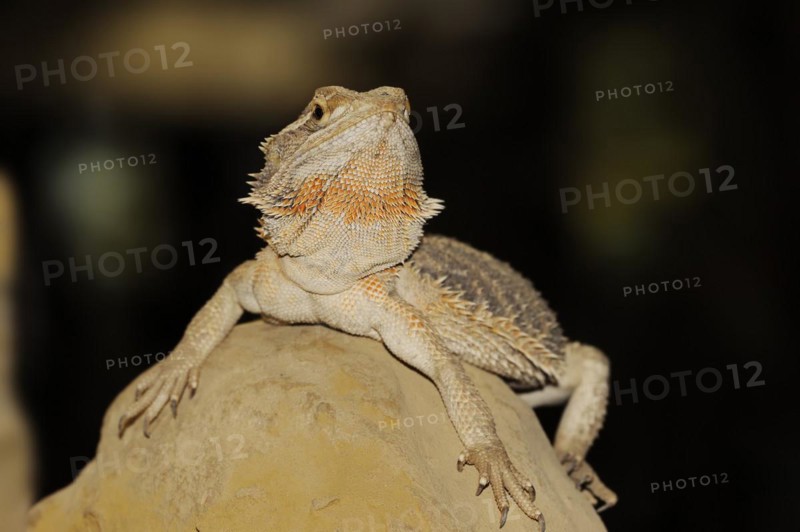 Bearded dragon or striped-headed bearded dragon (Pogona vitticeps, Amphibolurus vitticeps), captive, occurrence in Australia