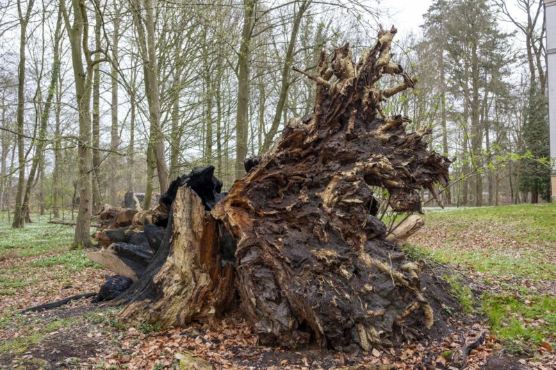 Root from a fallen tree in the castle park, Ludwigslust, Mecklenburg-Vorpommern, Germany, Europe